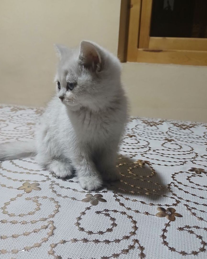 Qiz bola mushuk yaqinda 3 oy boladi.Zoti Zerebranskiy shinshila