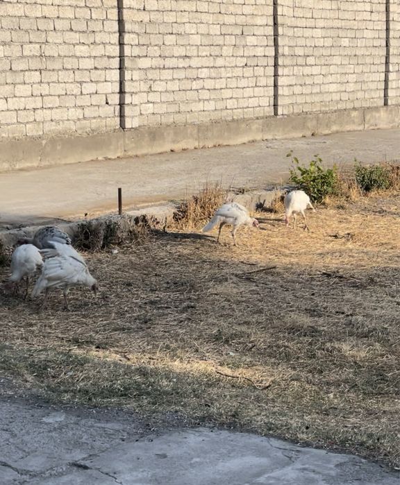 Kurka sotiladi 6 ta yaxshi boqilgan