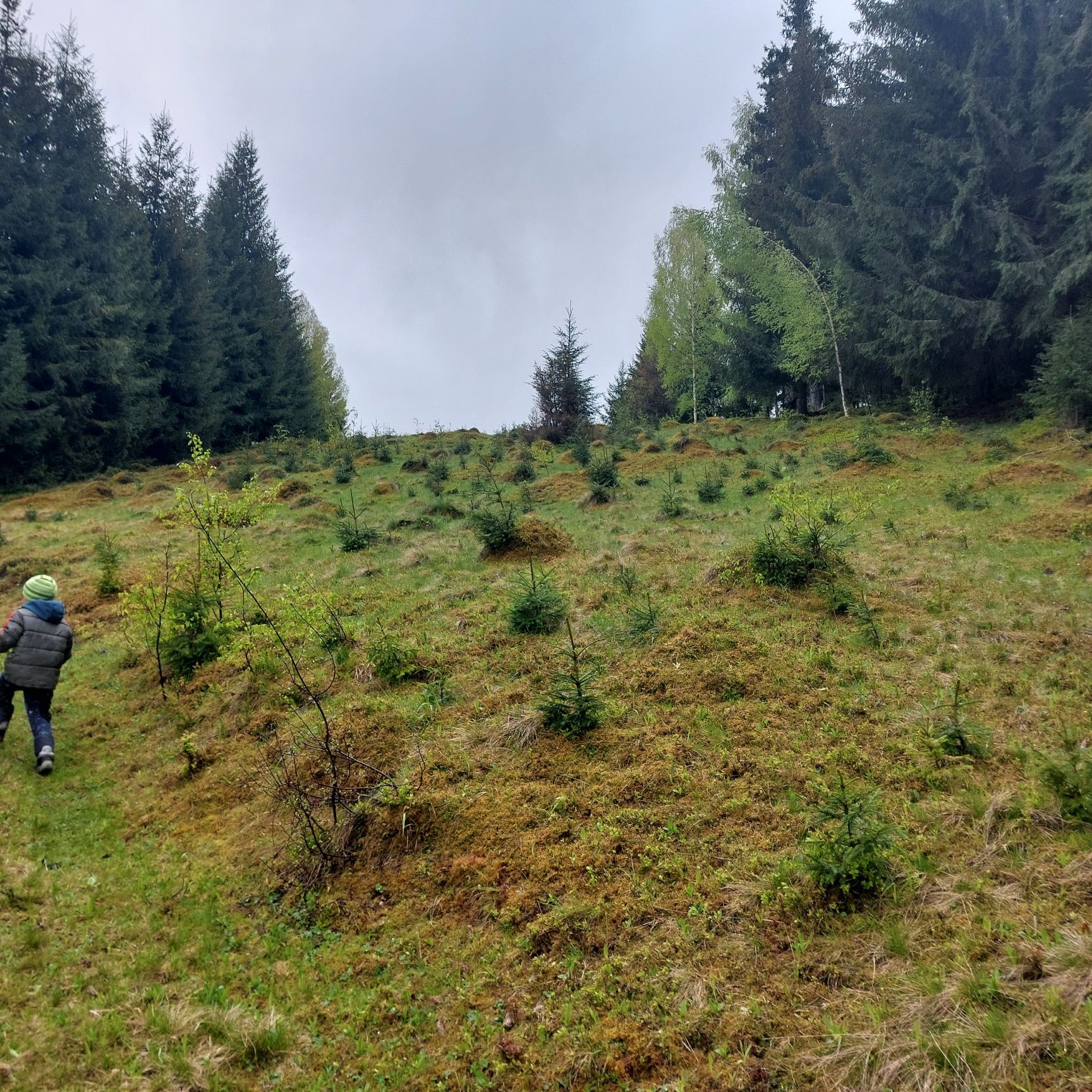 Vand teren in Bucovina!! 2.5 ha din care 7000 m2 intravilan