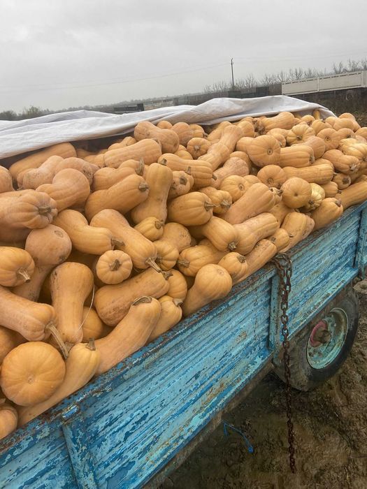 Vând dovleci plăcintari