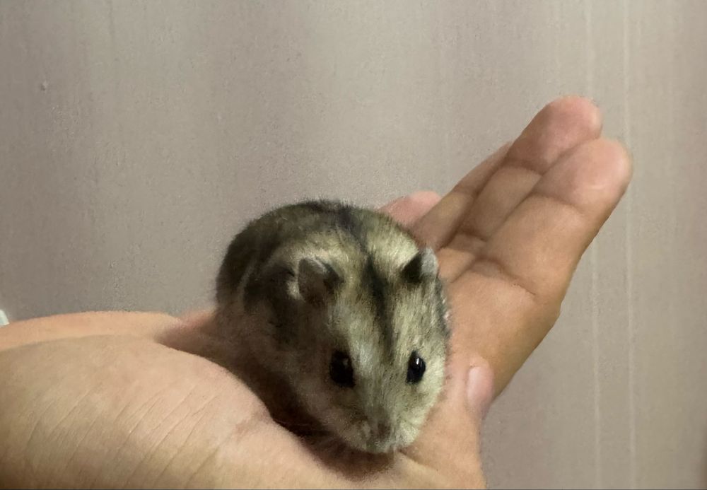 Продаем хомяков  им 1,5 месяца по 500 тг без клеток