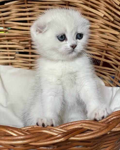 вислоушки котятаь шотланские