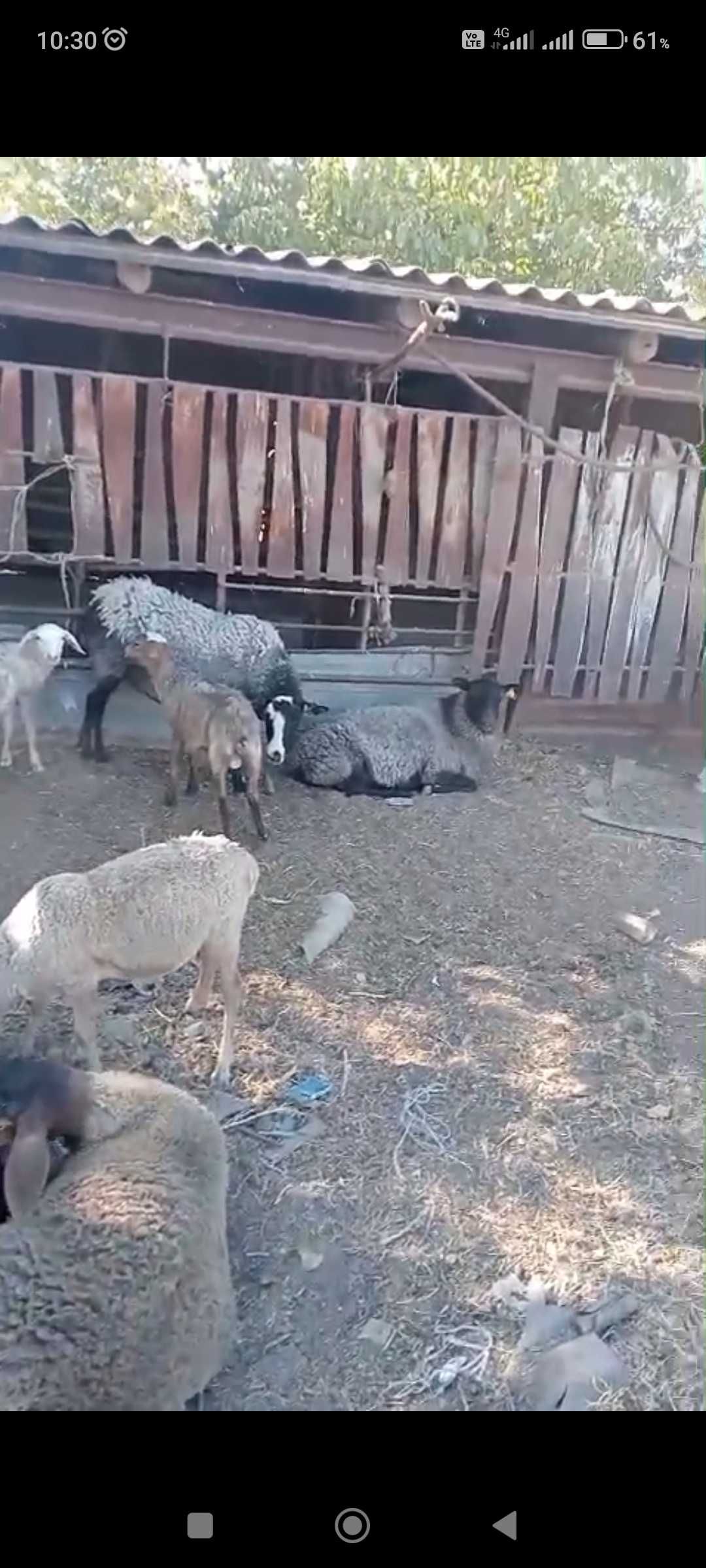 Қойлар бар романовский