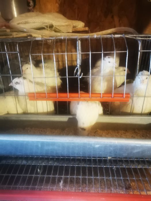 Vând prepelite tineret