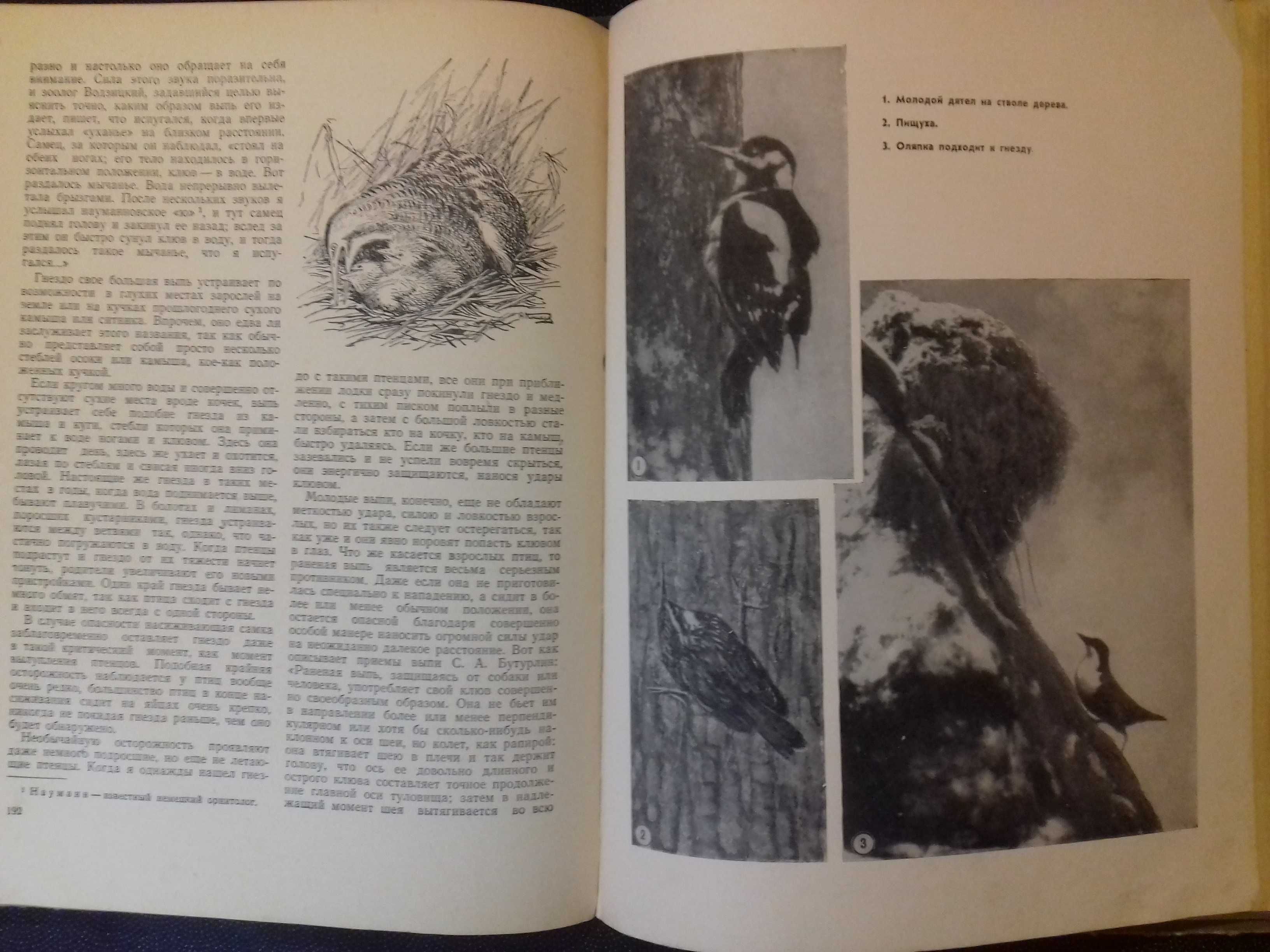 Звери и птицы нашей страны. Книга 1957 года