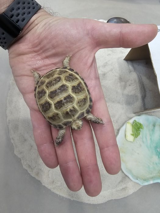 Маленькая черепаха Ричи. Идеальный питомец для детей.