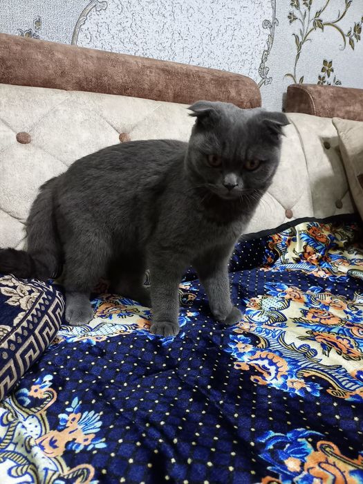 Продаем шотландского вислоухого кота( Scottish Fold)