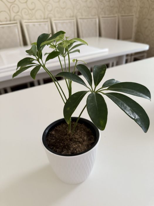 Шефлера комнатное растение