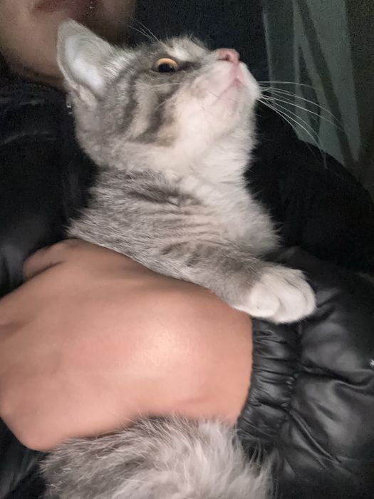 Котенок в добрые руки срочно