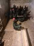 Oua incubat Australorp