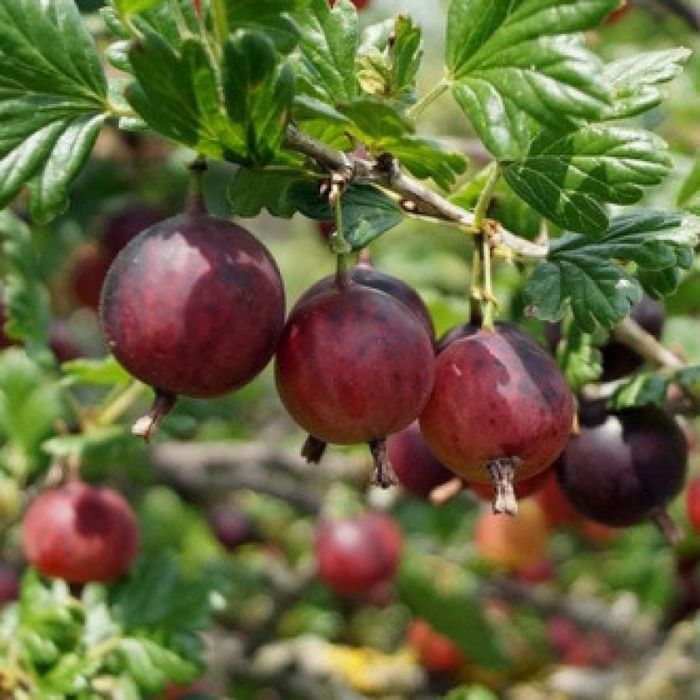 Arbusti Fructiferi soiuri de  agris rosu