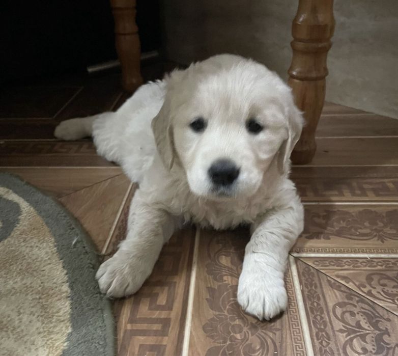Golden Retriever fetita
