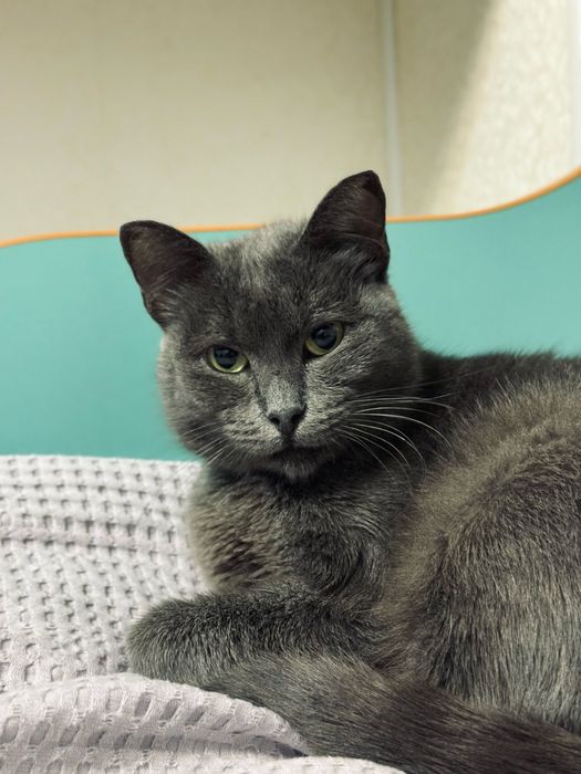 Кот, кошка, котёнок, крысолов