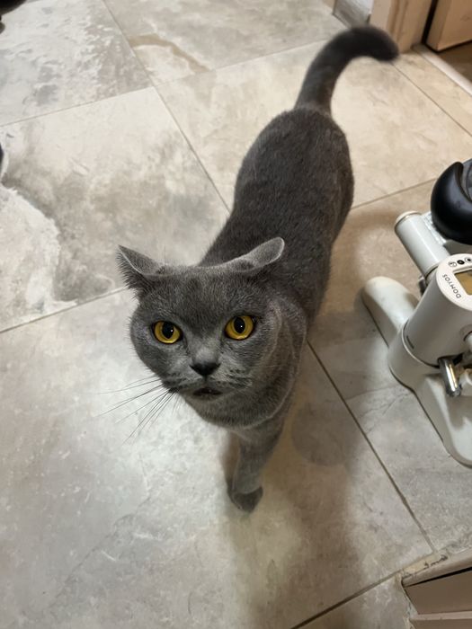 Сладка пухкава британка