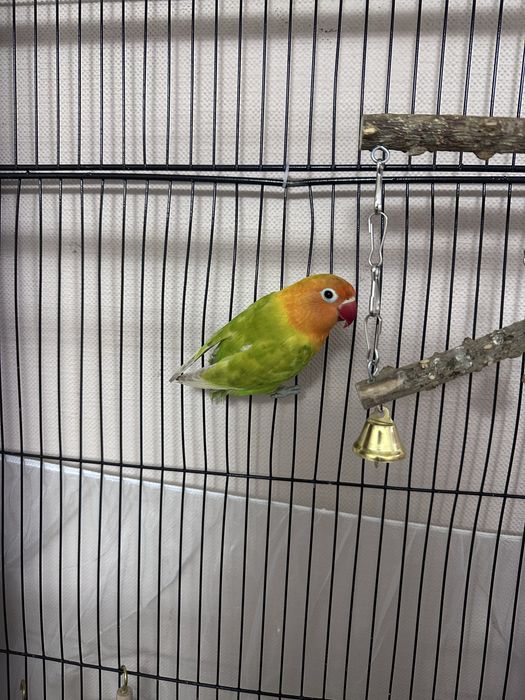 Попугай неразлучник