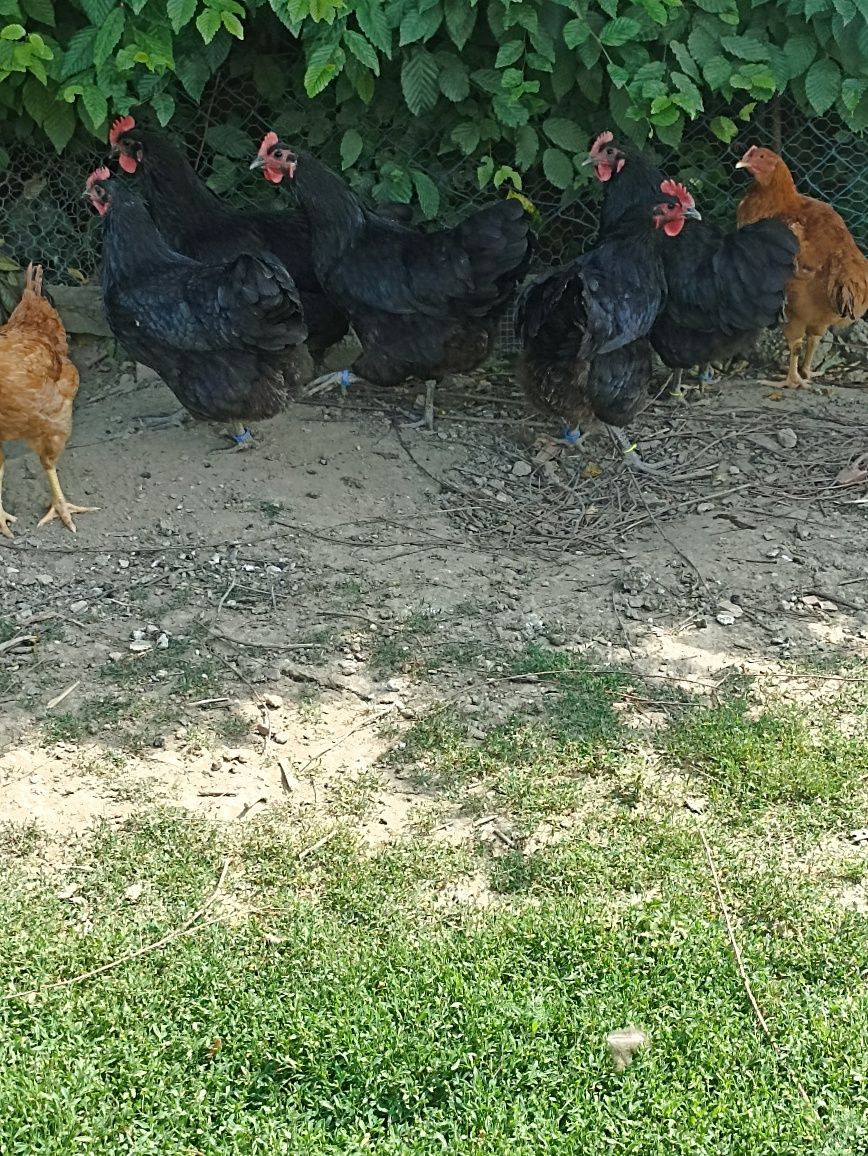 Vand gaini australorp negru