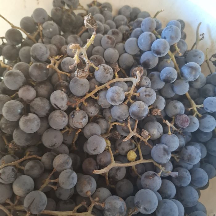 Vând struguri de vin