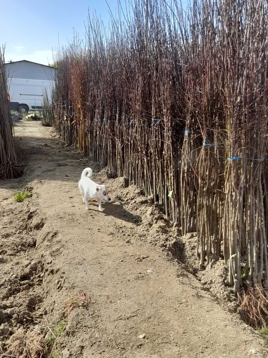 Nuci si pomi fructiferi de vânzare