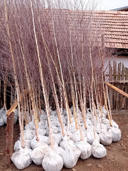 Vând mesteacăn alb ornamental