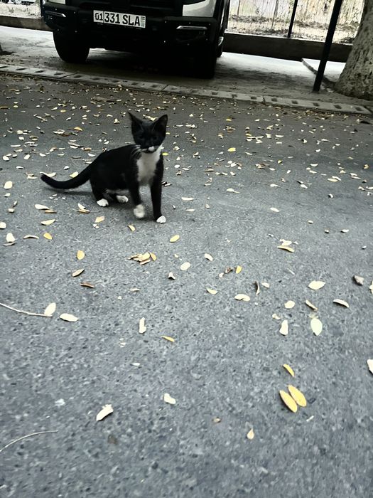 Aqlli uy mushugi hadyaga beriladi, aqlli toza mushuk hadyaga beriladi