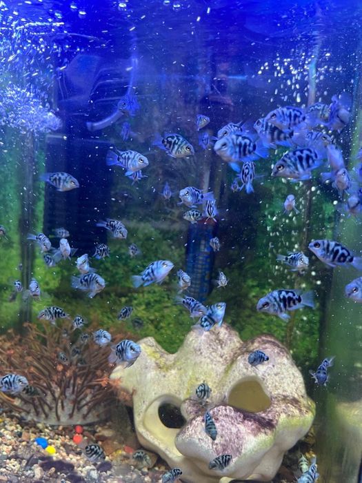 Рыба Попугай тигровый-синий