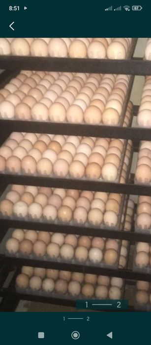 Яйца инуюкубационный бройлер хорошего качества