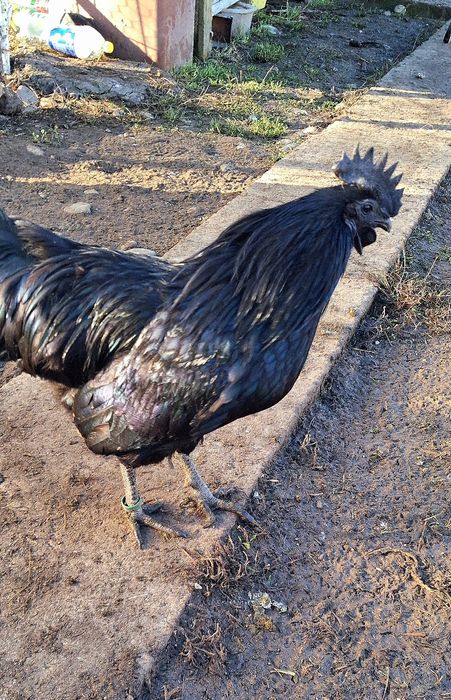 Cocosei Ayam Cemani