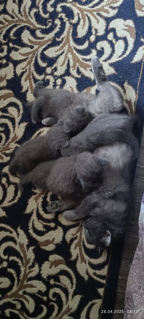 Продаëтся котята