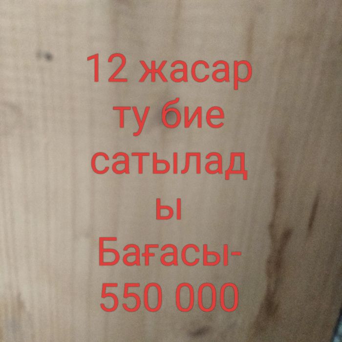Ту семіз жылқы сатылады.