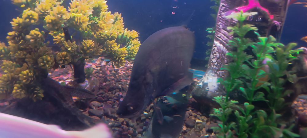 Баликлари сотилади