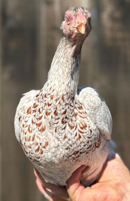 Oua incubat Ayam Cemani, Brahma hd, combatant indian, cochinchina uria