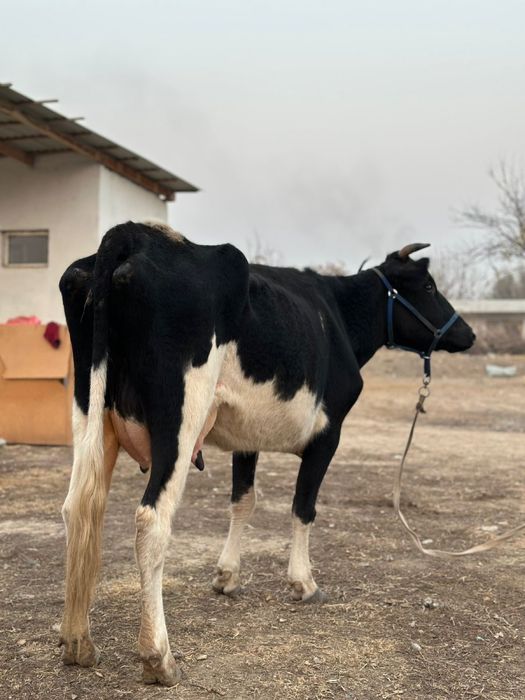 Сүтті бұзаулы сиыр