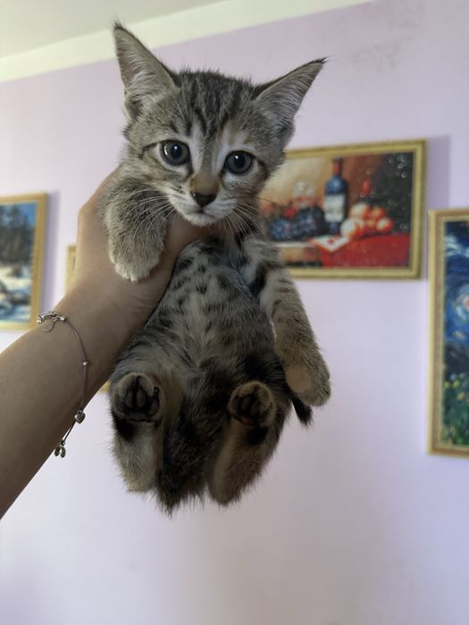 Отдам в добрые руки