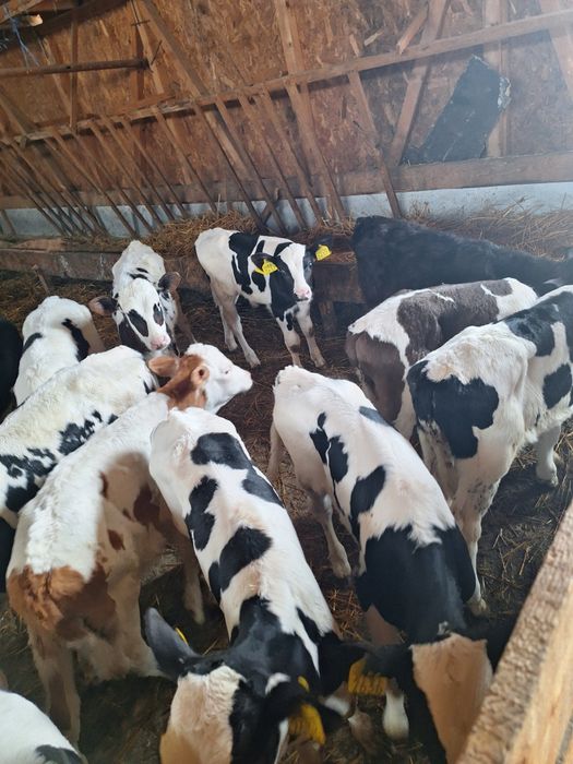 Vând tăurași intracati!!