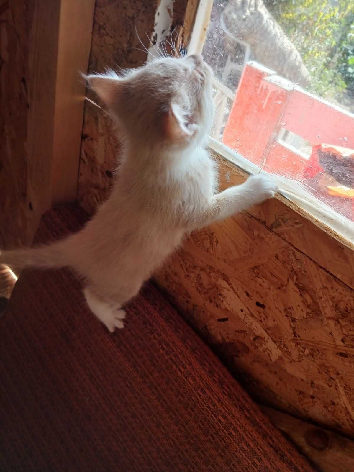 Подарява се коте
