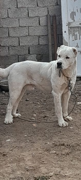 Алабай Туркмен 7 ойлик тоза зод жангчи сиртлони 6.7 та