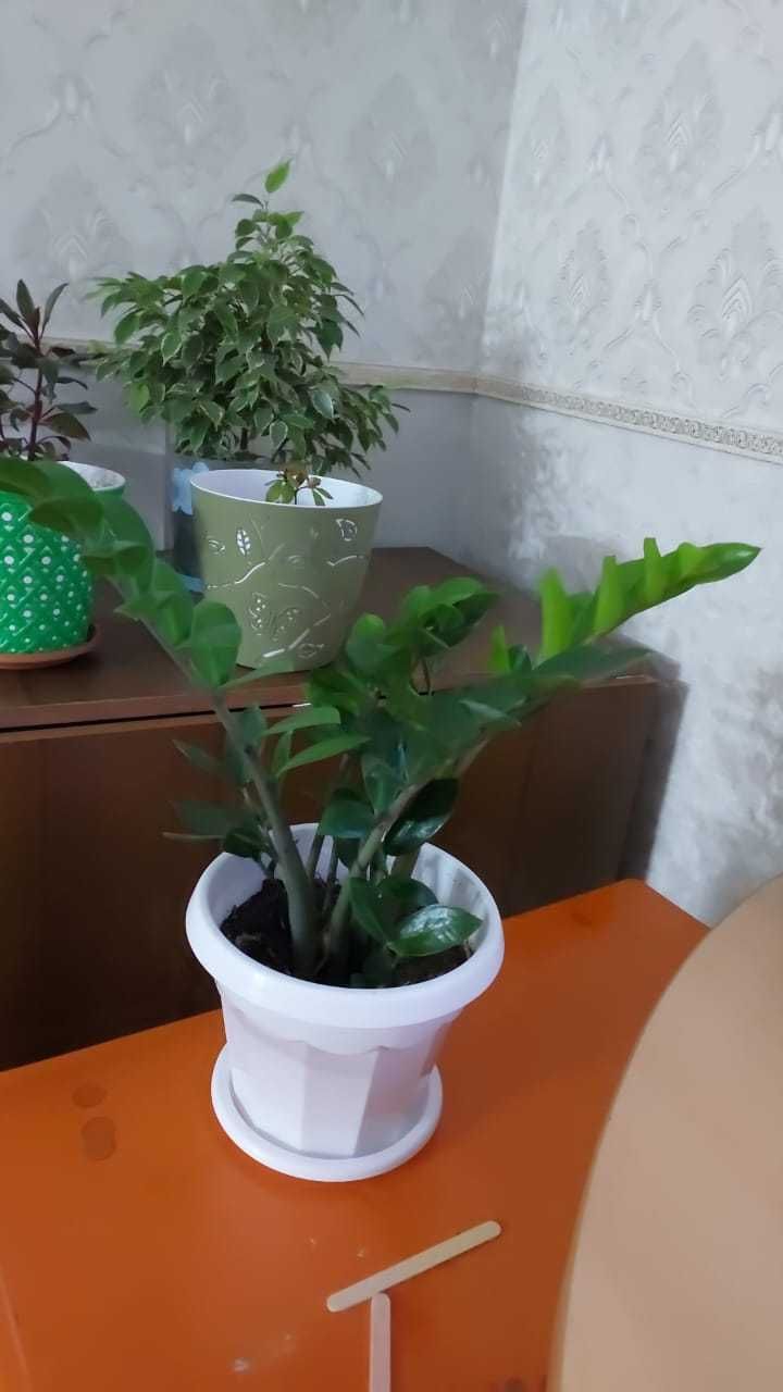 продам домашний цветок замиокулькас (долларовое дерево)