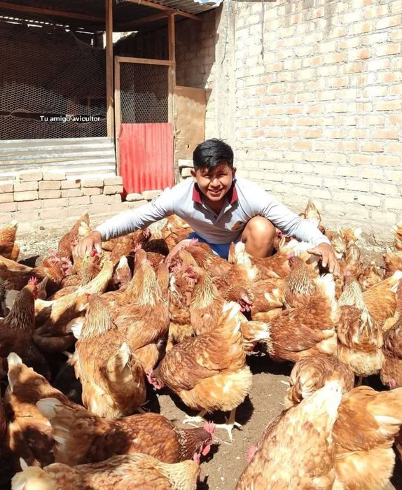 găini roși ouătoare rasă issa brawun vstra 10 luni   16 LEI Bucata