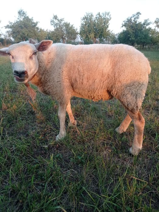 Vând oaie și berbec texel