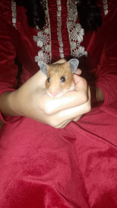 Продам хомяка девочка.