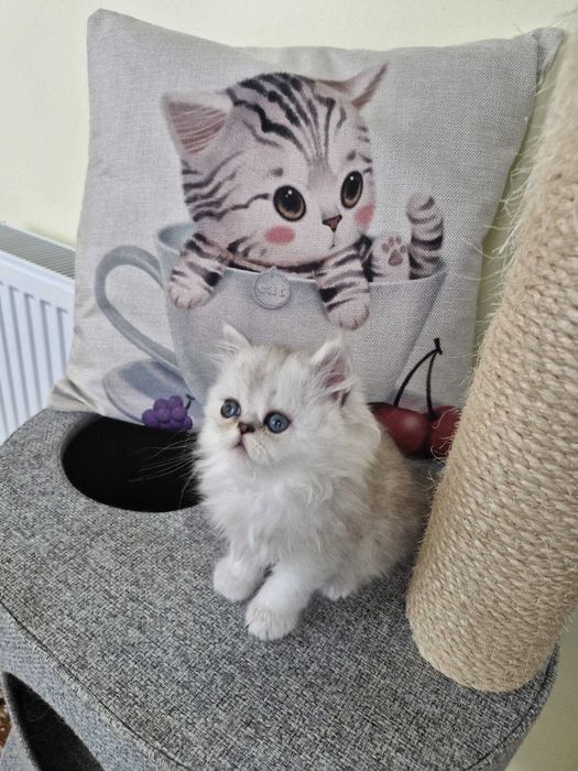 Motanel persan cu pedigree