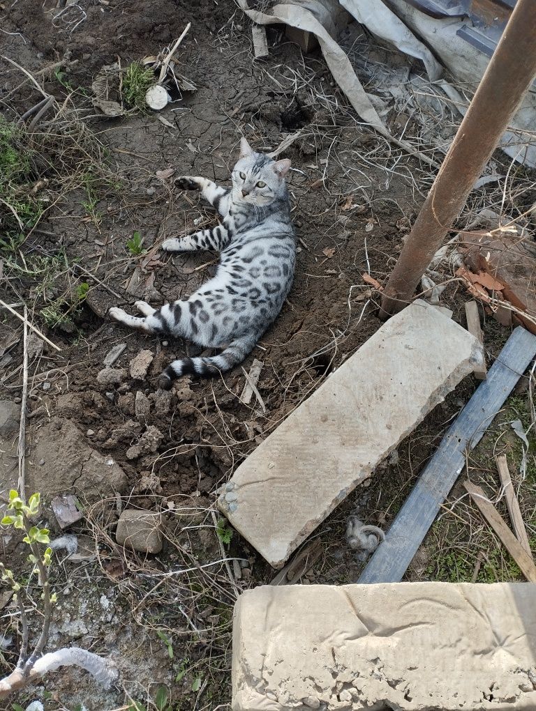 Бенгальский кот серебристого окраса.