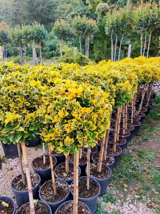 Euonymus Aurea | Gard Viu Jos Decorativ | Transport & Plantare