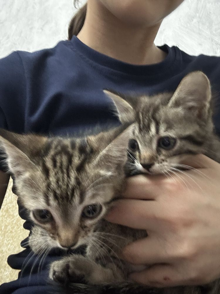 Котята девчата в добрые руки