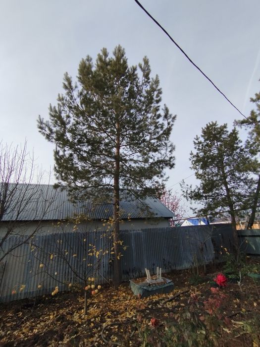 Продаются хвойные деревья