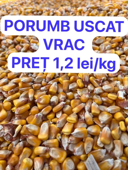 Porumb uscat vrac