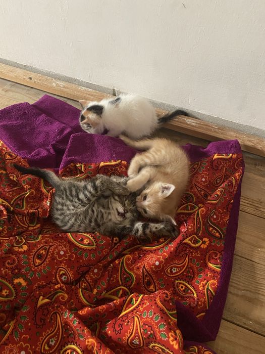 Отдам котят в добрые руки