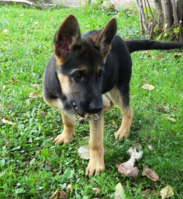 Продавам кученце немска овчарка - 3 месеца