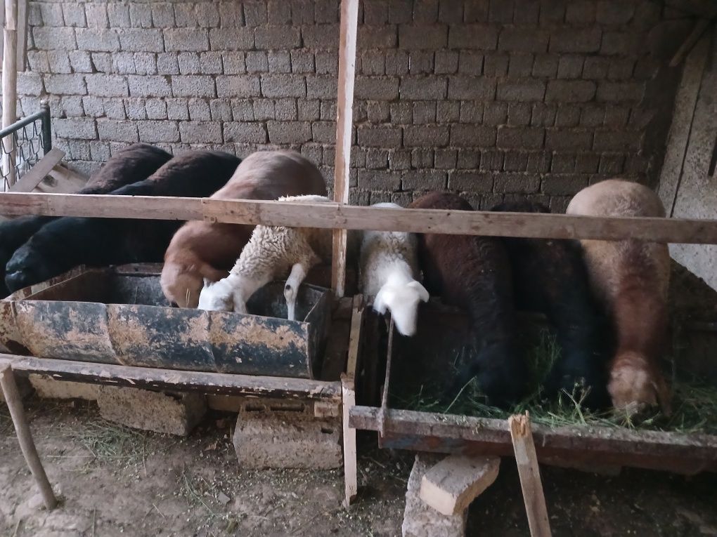 Qo'y sotiladi ,manzil Toshkent Uchtepa tumani