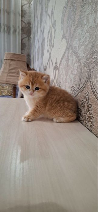 Британские котята шиншиллы